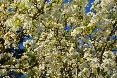 DSC_7208 (Large).JPG